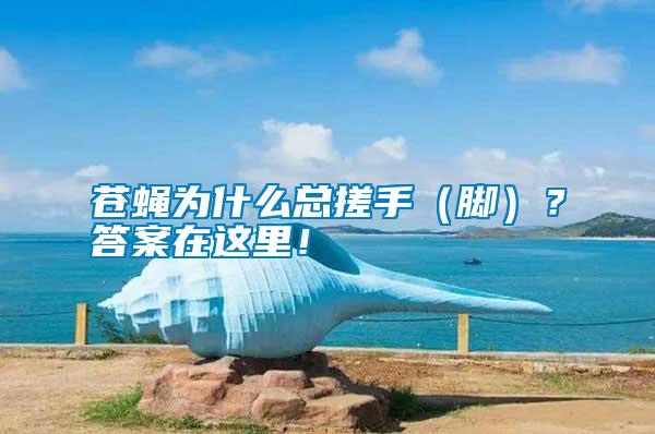 蒼蠅為什么總搓手（腳）？答案在這里！