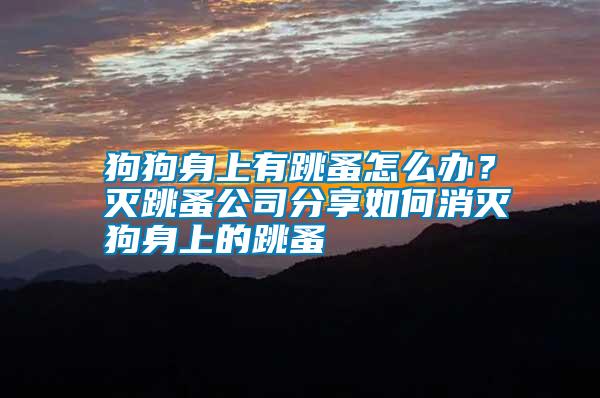 狗狗身上有跳蚤怎么辦?滅跳蚤公司分享如何消滅狗身上的跳蚤