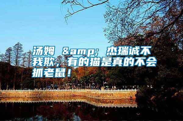 湯姆 & 杰瑞誠不我欺，有的貓是真的不會抓老鼠！