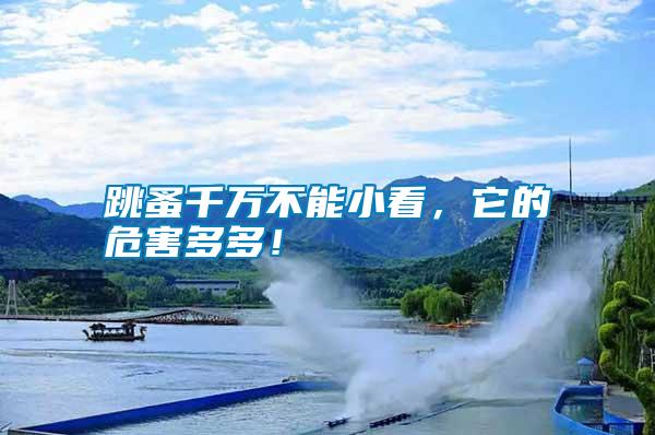 跳蚤千萬不能小看，它的危害多多！