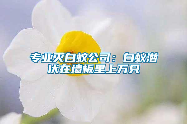 專業滅白蟻公司:白蟻潛伏在墻板里上萬只