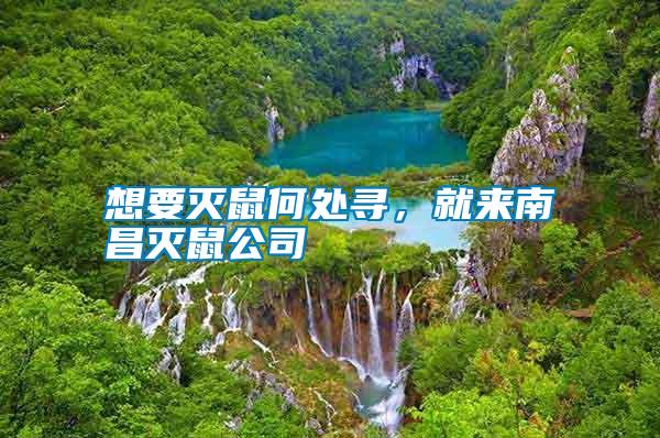 想要滅鼠何處尋，就來南昌滅鼠公司