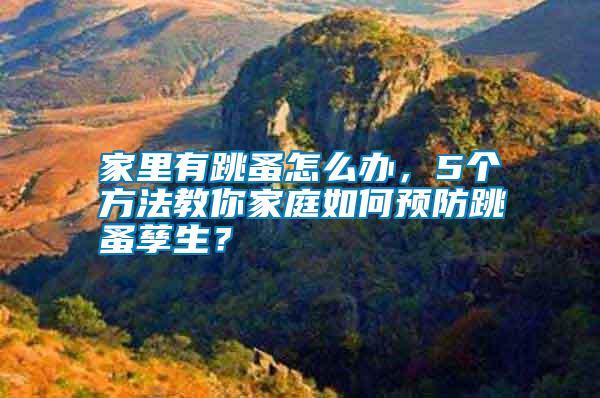 家里有跳蚤怎么辦，5個方法教你家庭如何預防跳蚤孳生？