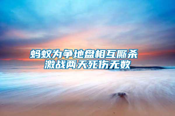 螞蟻為爭(zhēng)地盤(pán)相互廝殺 激戰(zhàn)兩天死傷無(wú)數(shù)