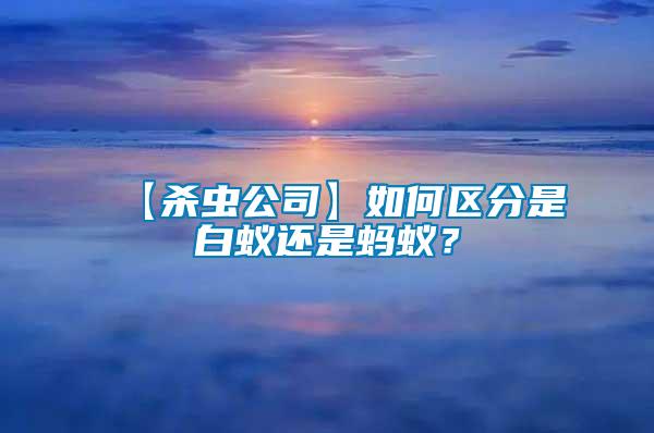【殺蟲公司】如何區(qū)分是白蟻還是螞蟻？