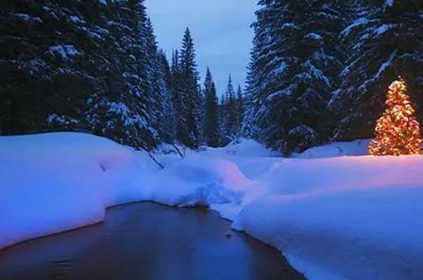 深圳白蟻防治：主要通過“爬、飛、帶”三種途徑入侵居民家