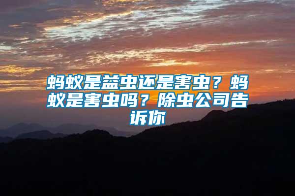 螞蟻是益蟲還是害蟲？螞蟻是害蟲嗎？除蟲公司告訴你