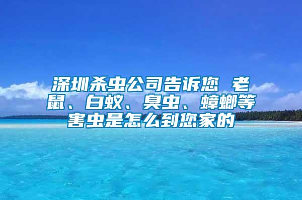 深圳殺蟲公司告訴您 老鼠、白蟻、臭蟲、蟑螂等害蟲是怎么到您家的