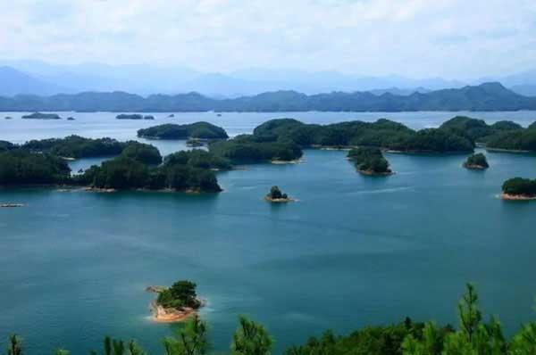 關于老鼠，你知道多少？