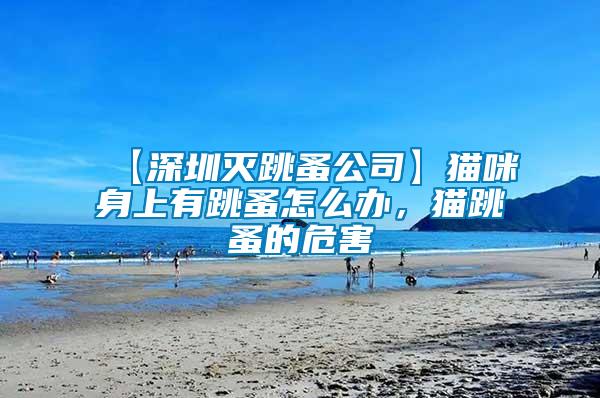 【深圳滅跳蚤公司】貓咪身上有跳蚤怎么辦，貓跳蚤的危害