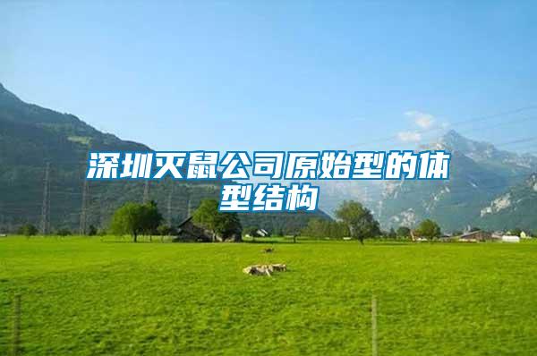 深圳滅鼠公司原始型的體型結構