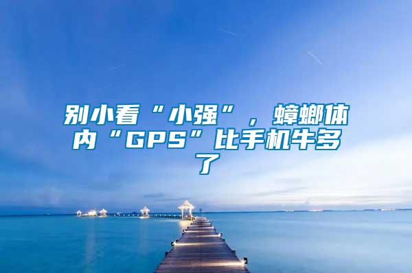 別小看“小強”，蟑螂體內“GPS”比手機牛多了