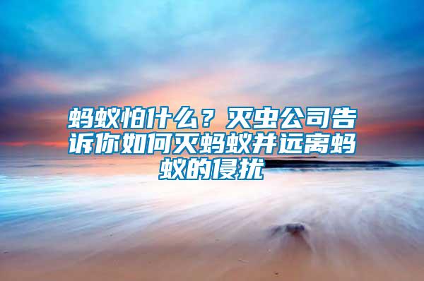 螞蟻怕什么？滅蟲公司告訴你如何滅螞蟻并遠離螞蟻的侵擾