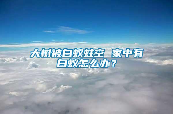 大樹被白蟻蛀空 家中有白蟻怎么辦？