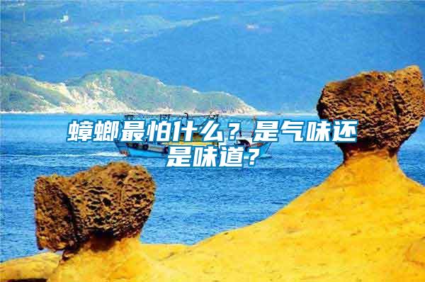 蟑螂最怕什么？是氣味還是味道？