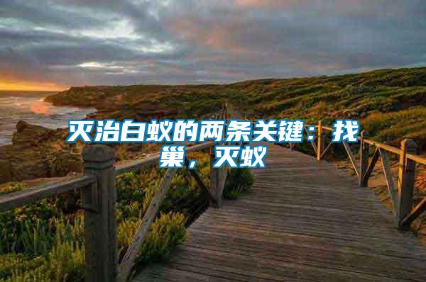 滅治白蟻的兩條關鍵：找巢，滅蟻