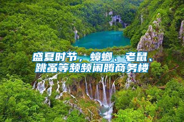 盛夏時節，蟑螂、老鼠、跳蚤等頻頻鬧騰商務樓