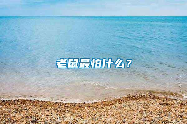 老鼠最怕什么？