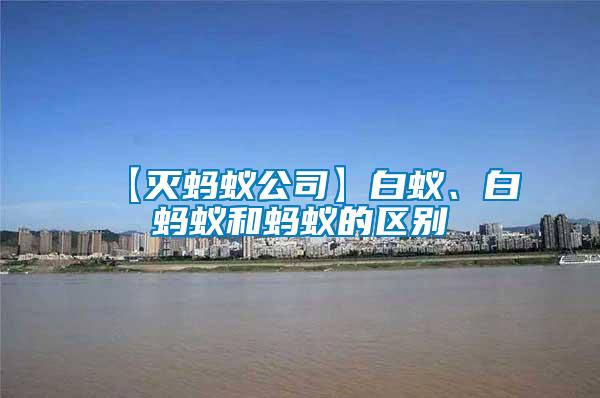 【滅螞蟻公司】白蟻、白螞蟻和螞蟻的區別