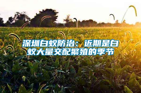 深圳白蟻防治：近期是白蟻大量交配繁殖的季節