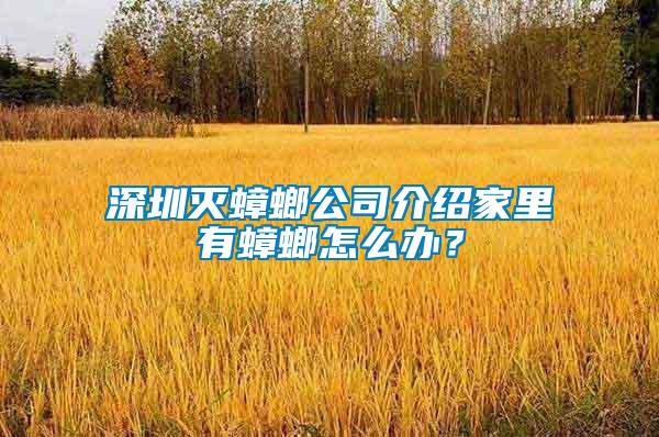 深圳滅蟑螂公司介紹家里有蟑螂怎么辦？