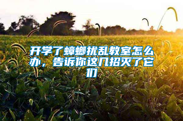 開學了蟑螂擾亂教室怎么辦，告訴你這幾招滅了它們