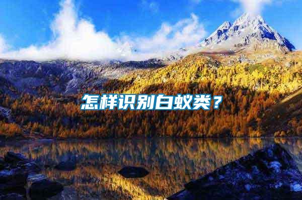 怎樣識別白蟻類？