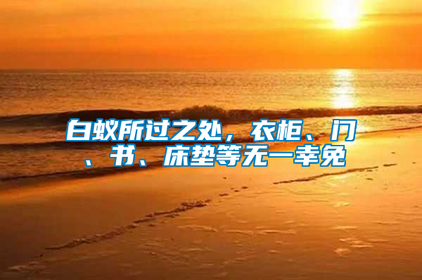 白蟻所過之處，衣柜、門、書、床墊等無一幸免