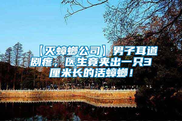 【滅蟑螂公司】男子耳道劇疼，醫生竟夾出一只3厘米長的活蟑螂！