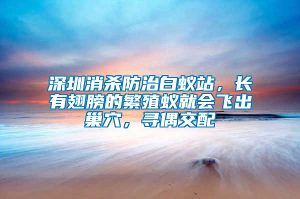 深圳消殺防治白蟻站，長有翅膀的繁殖蟻就會飛出巢穴，尋偶交配
