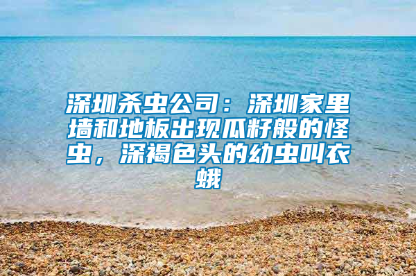深圳殺蟲公司：深圳家里墻和地板出現(xiàn)瓜籽般的怪蟲，深褐色頭的幼蟲叫衣蛾