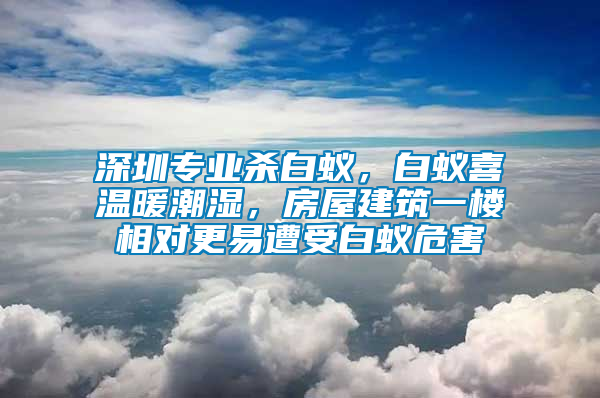 深圳專業殺白蟻，白蟻喜溫暖潮濕，房屋建筑一樓相對更易遭受白蟻危害