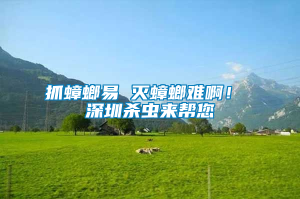 抓蟑螂易 滅蟑螂難啊！ 深圳殺蟲來幫您